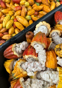 cacao beans