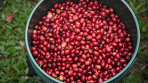 coffee beans