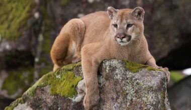 MOUNTAIN LION CONFIRMED IN SOUTHERN ILLINOIS COUNTIES