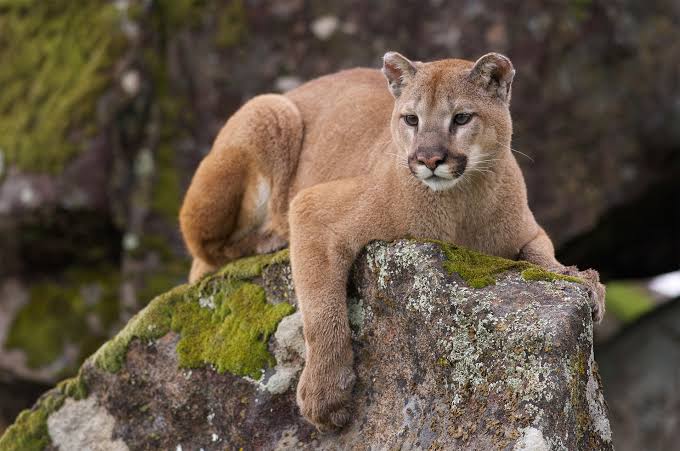 MOUNTAIN LION CONFIRMED IN SOUTHERN ILLINOIS COUNTIES