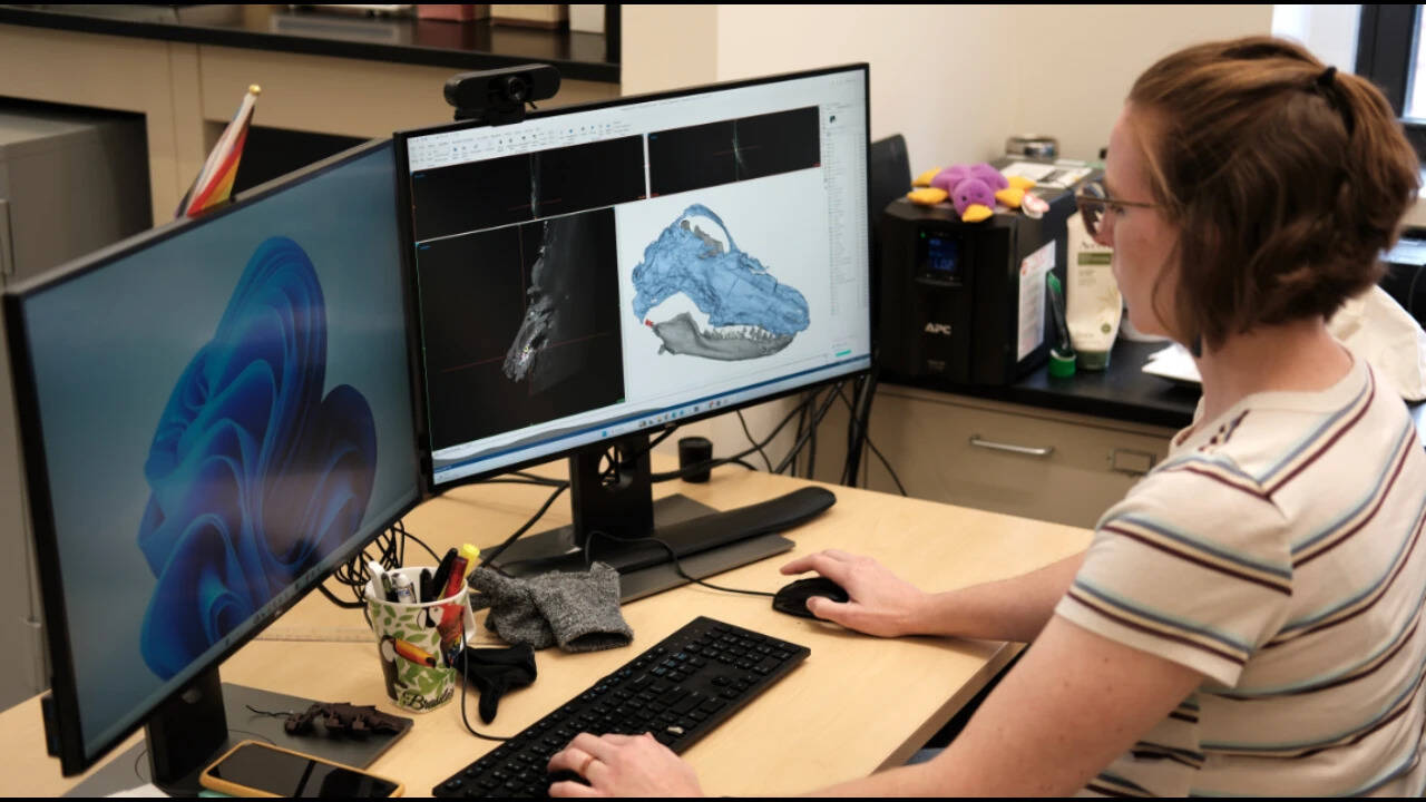 Neander looks at CT images of Megacauda. Neander looks at CT images of Megacauda.<br>