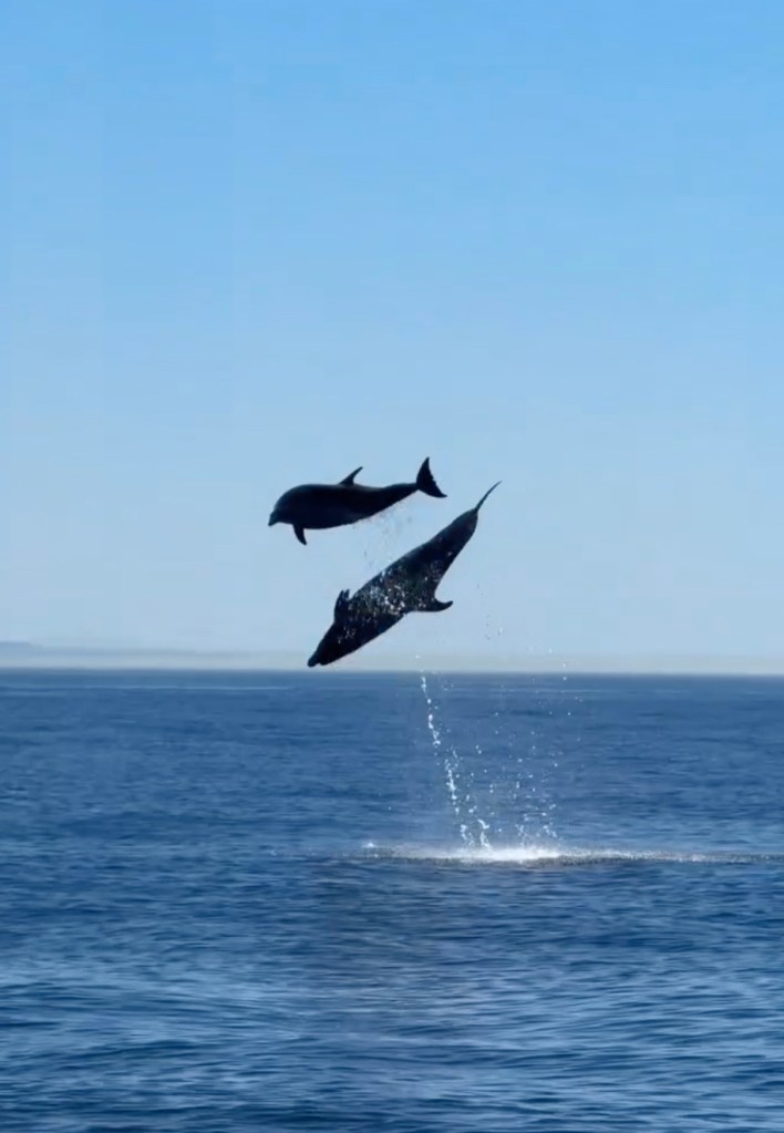 Two bottlenose dolphins leap out of the ocean in Newport Beach, California.