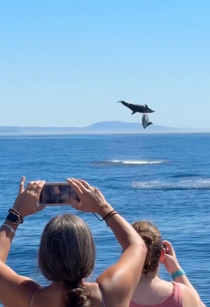 Two bottlenose dolphins leap out of the ocean while people on a boat capture the moment with their phones.