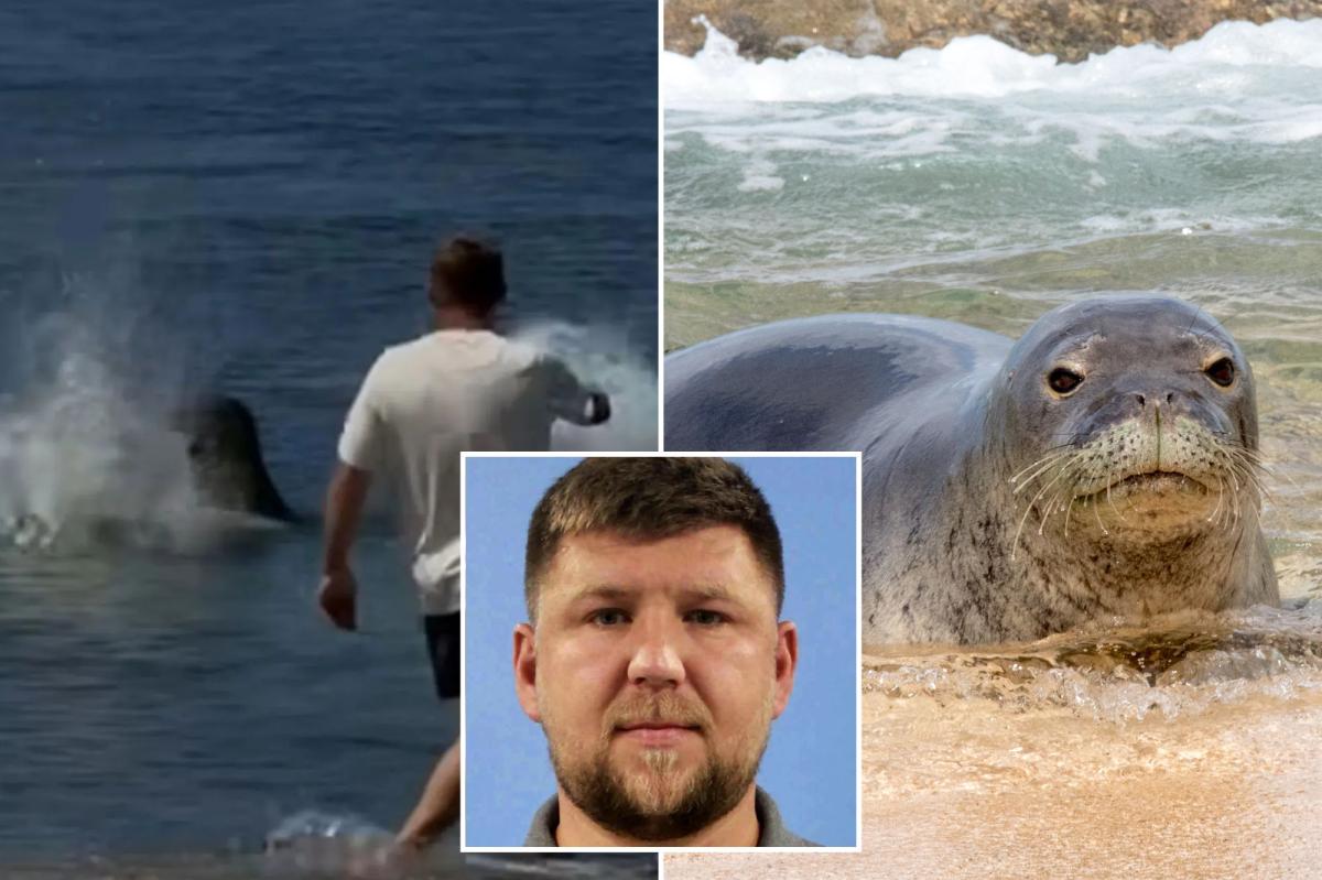 Hawaii monk seal attack suspect blames Delta for lack of warning