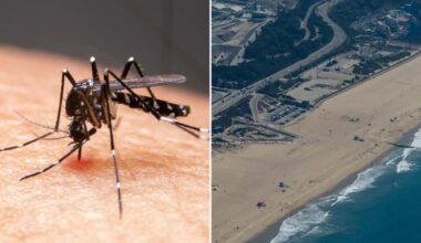 Los Angeles is the most mosquito infested city in America