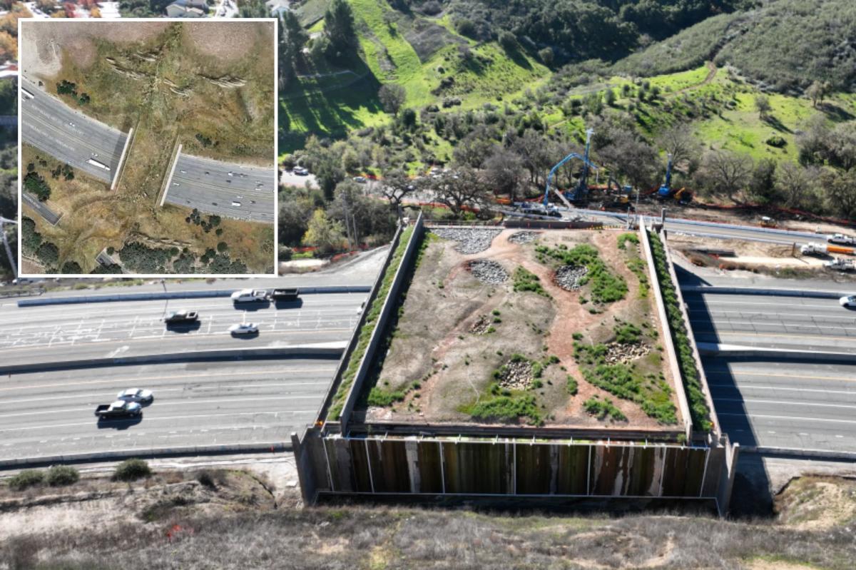 $114M California wildlife crossing to track animal happiness