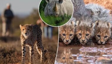 The only reserve in Africa where you can walk with cheetahs
