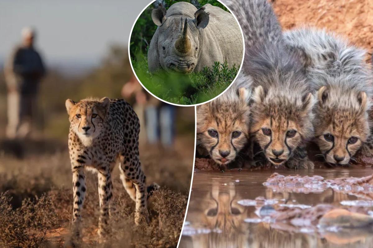 The only reserve in Africa where you can walk with cheetahs