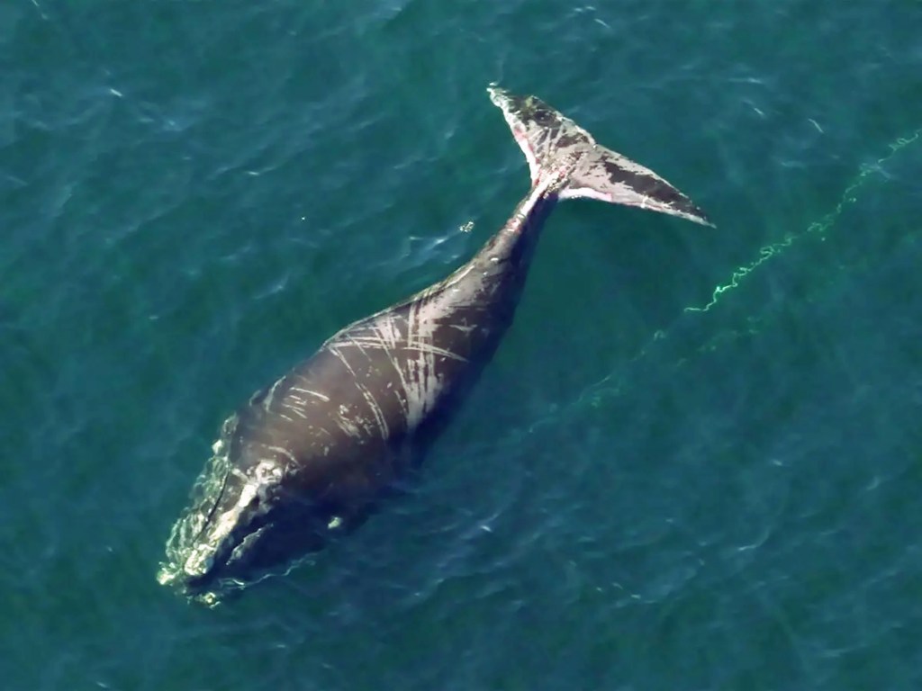 Whale No. 5192 was seen off Barnegat Inlet on Oct. 10, entangled in fishing line. The whale is black with white striping