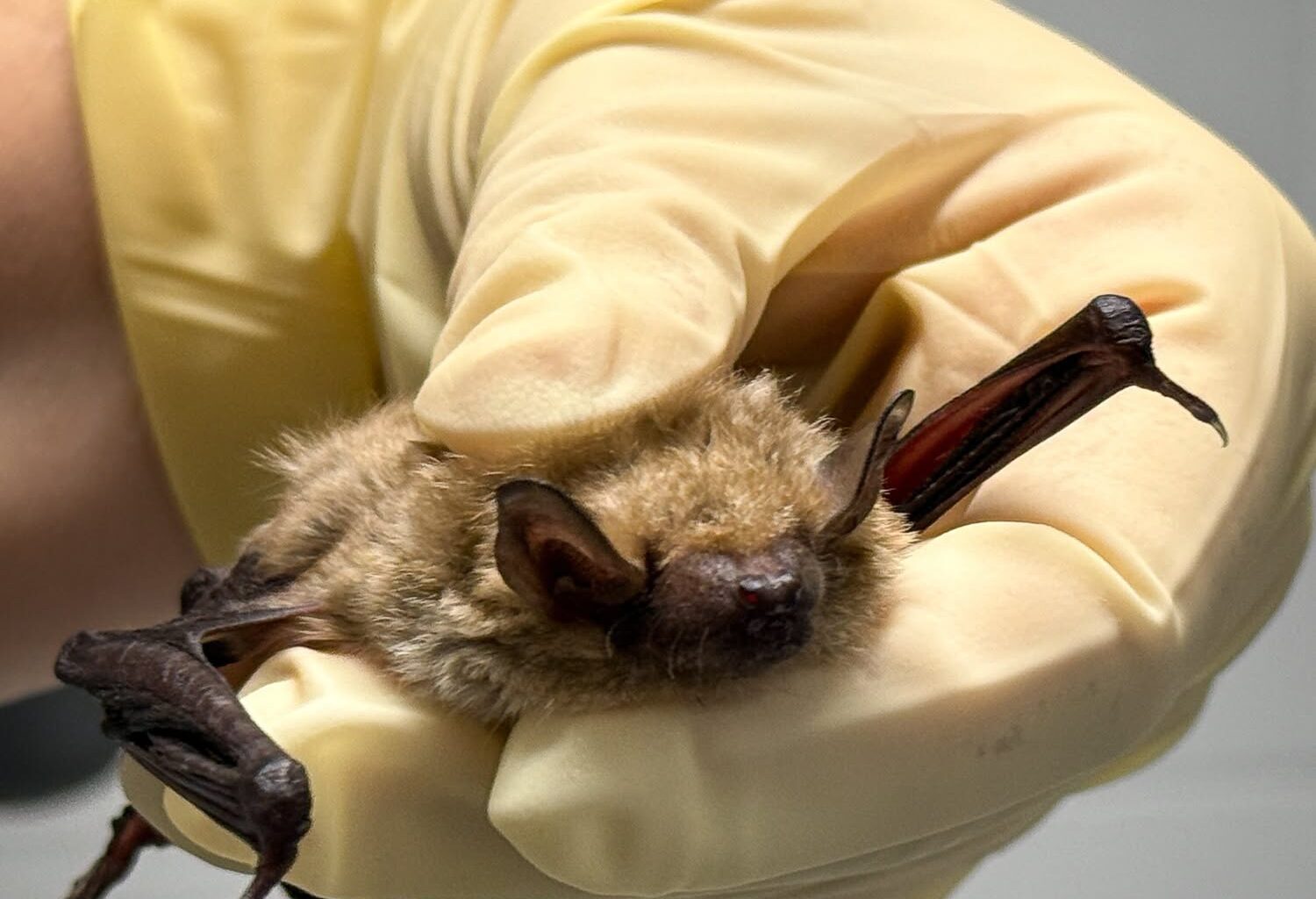 Bat found in Nebraska home, injured wing after being struck with broom