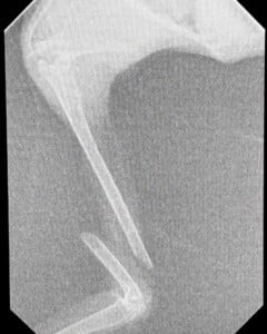 NWR Pic of fractured wing