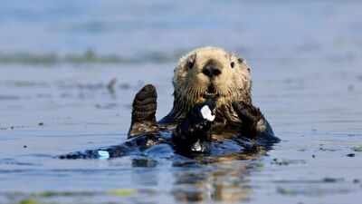 In 1984, a $57 million gift from David and Lucile Packard helped open Monterey Bay Aquarium; its sea otter programme has since cared for over 1,000 stranded animals and surrogate-raised 84 pups