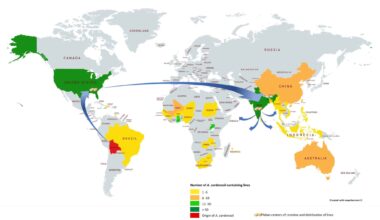 How Wild Peanut Breeding Changed Global Crop Improvement