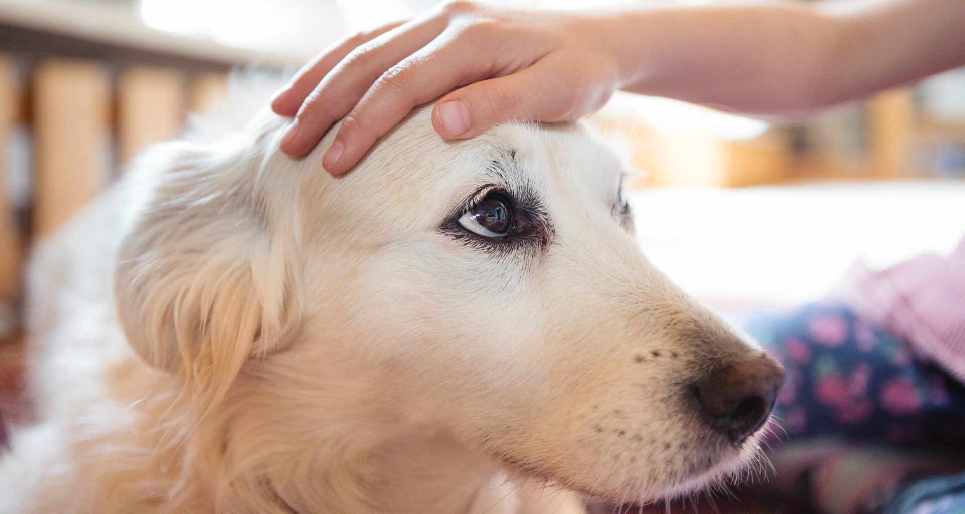 Physically Touching Your Dog Can Help Protect You From Upcoming Stress, Study Suggests : ScienceAlert
