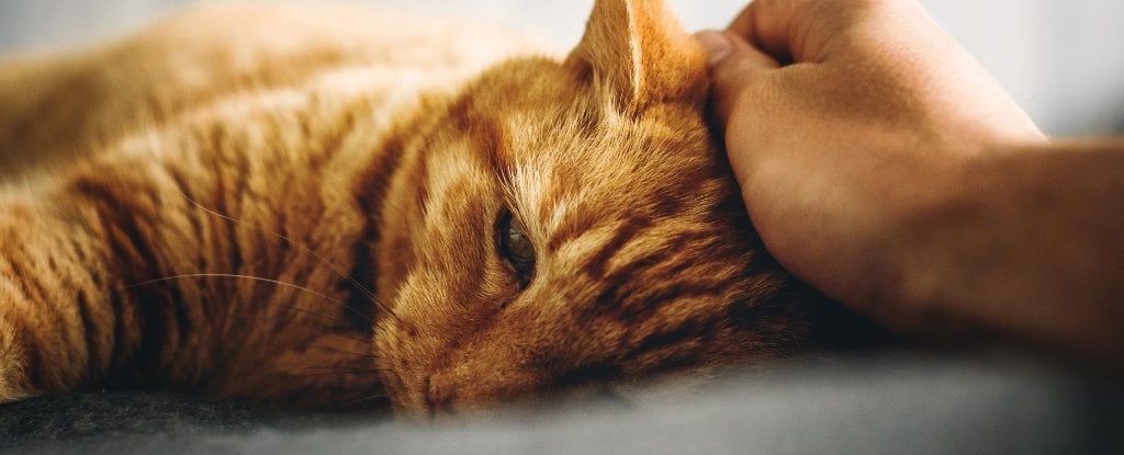 Study shows the effect petting your dog or cat has on stress levels