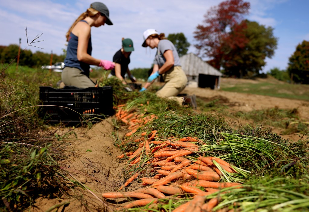 Farmers gather carrots at Hungry Heart Farm.