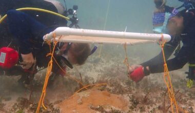 Scientists Invent Underwater Umbrellas to Protect Coral Reefs—and It Appears to Be Working