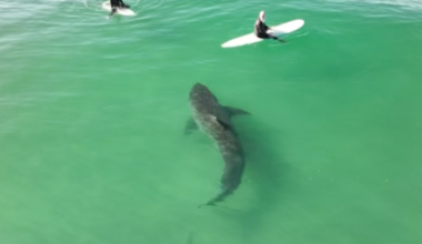 VIDEO: Monster great white shark splashes California surfers as it lurks just feet away