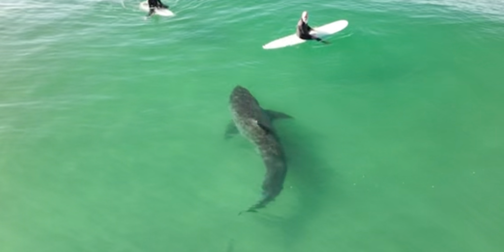 VIDEO: Monster great white shark splashes California surfers as it lurks just feet away