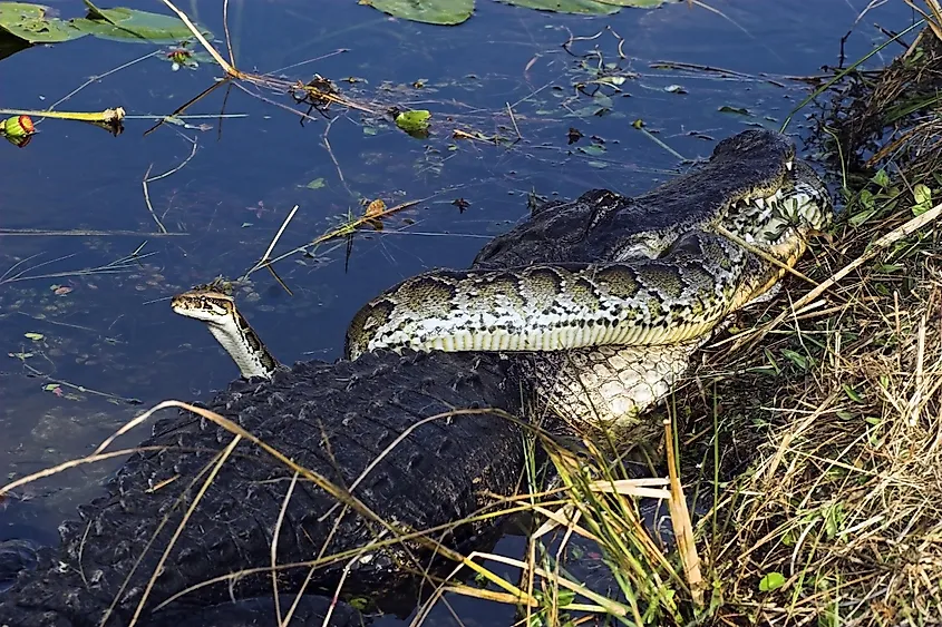 An American alligator with a python in the Florida Everglades