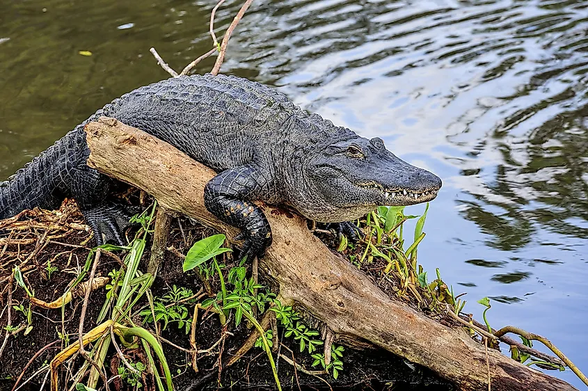 An American alligator