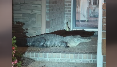 Knock, knock! 8-foot alligator makes surprise visit to Leland woman's front porch
