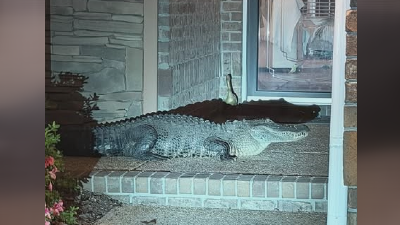 Knock, knock! 8-foot alligator makes surprise visit to Leland woman's front porch