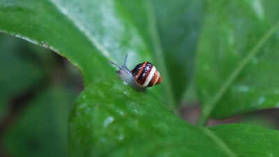 In 1955, Hawaii introduced the rosy wolfsnail to control giant African snails; it instead devastated native tree snails, and 69 years later a species extinct in the wild since 1991 was reintroduced
