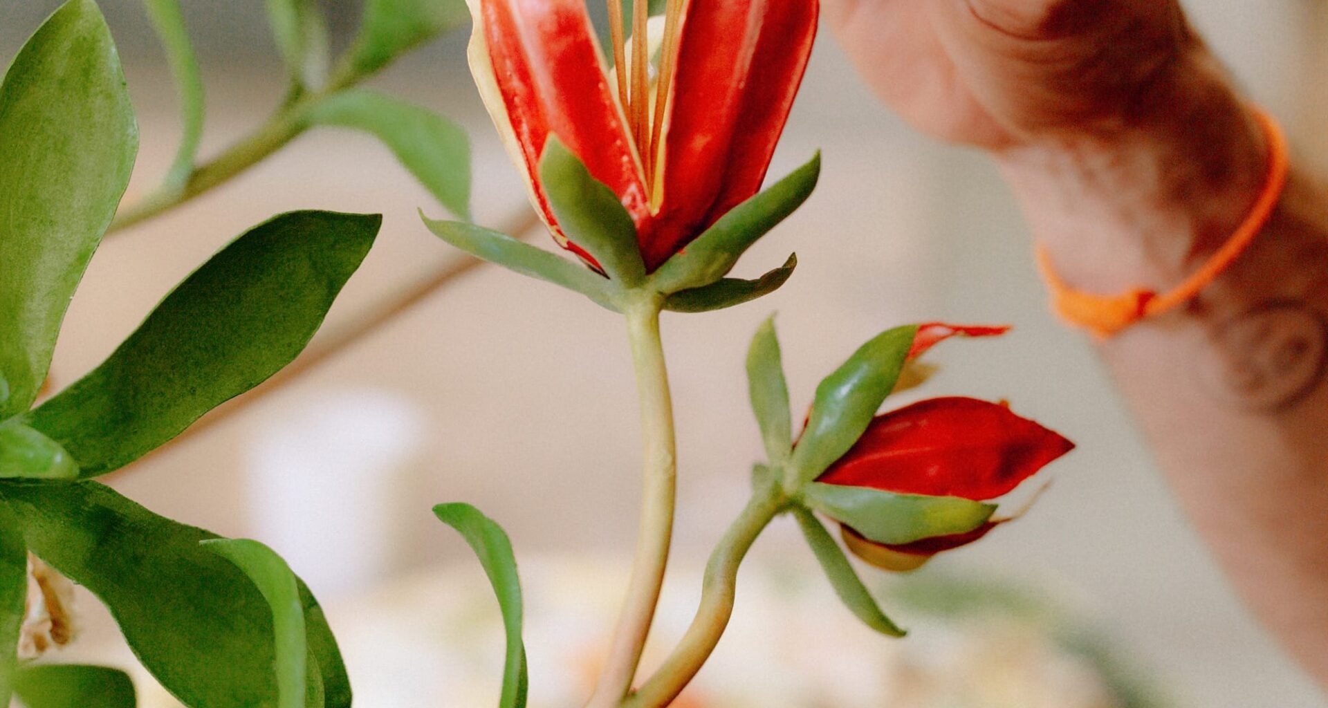 in progress botanical sculptures by alvaro urbano