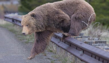 Wildlife photographer finds 3 grizzly bear cubs killed on highway