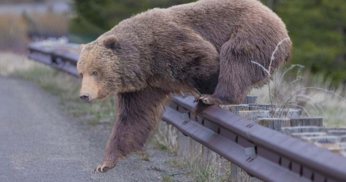 Wildlife photographer finds 3 grizzly bear cubs killed on highway