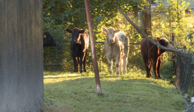 All cattle accounted for after semi-truck crashes, overturns in Kansas City