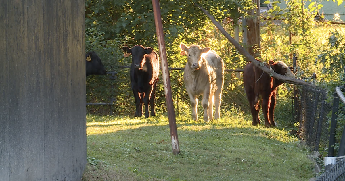 All cattle accounted for after semi-truck crashes, overturns in Kansas City