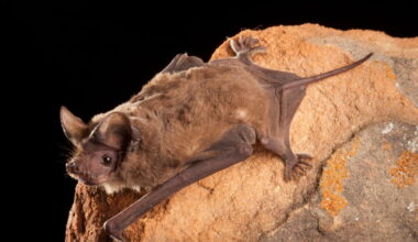 Los Angeles County reported 69 rabid bats. What you need to know