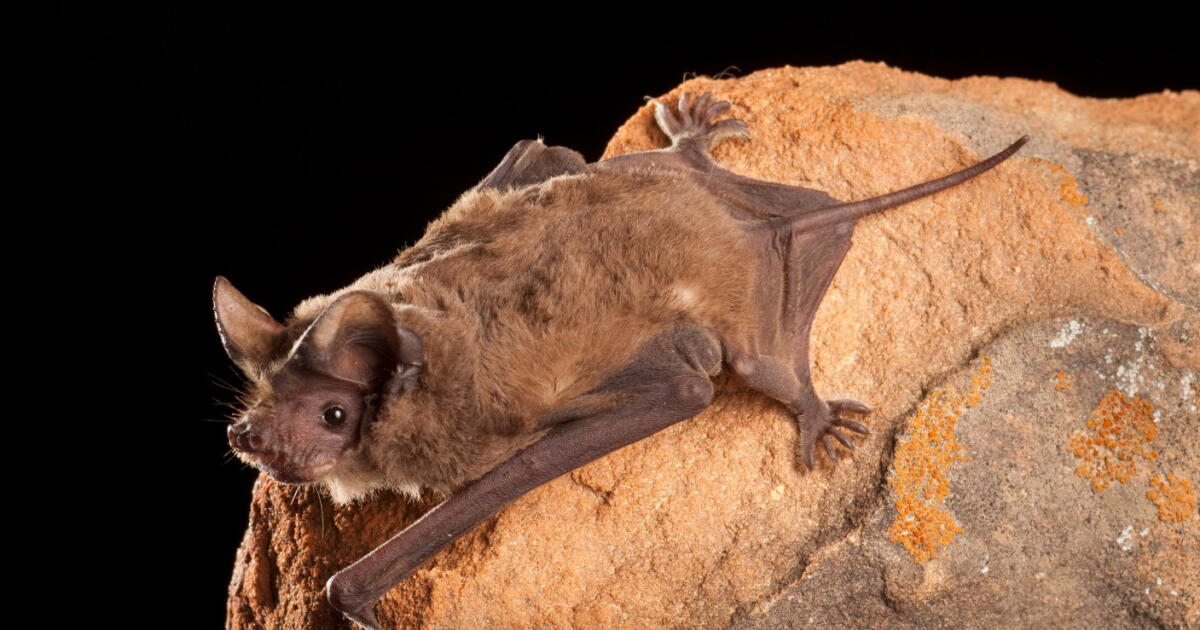 Los Angeles County reported 69 rabid bats. What you need to know