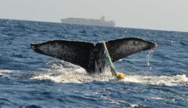 Biologists fear for humpback whale seen entangled in fishing gear near San Pedro