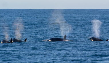 Surprising close encounters with marine predators in California