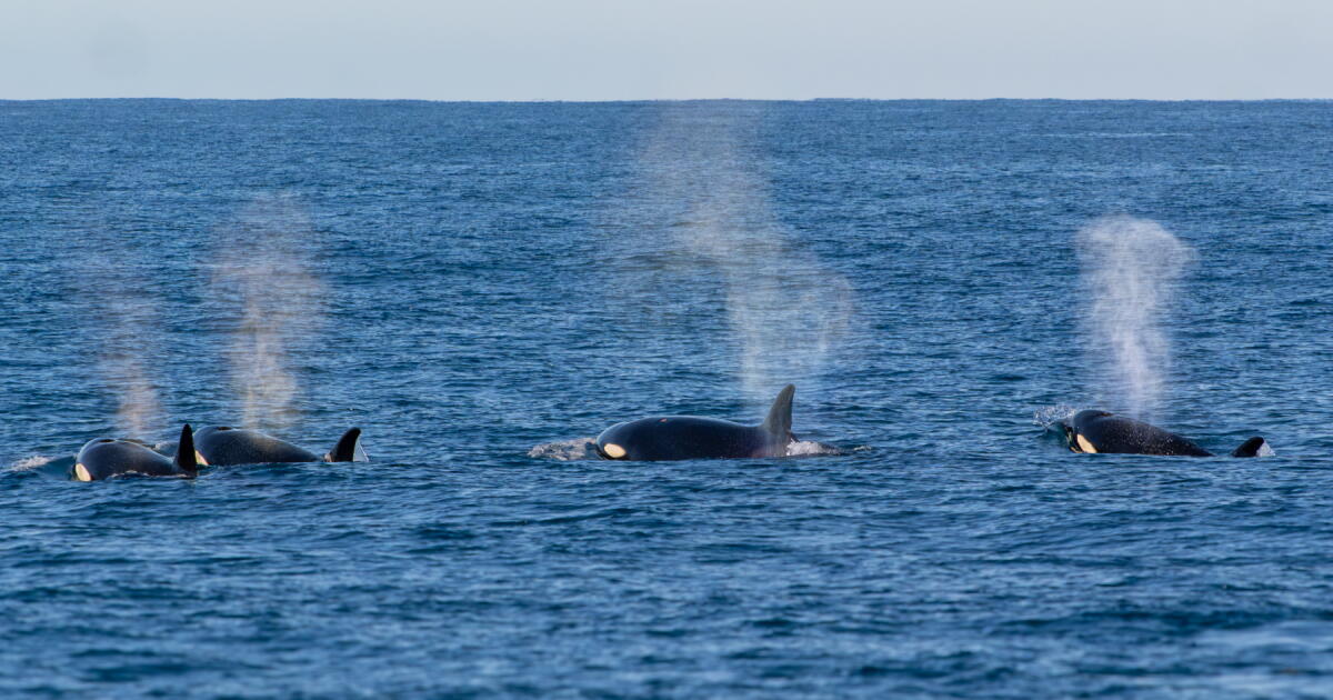 Surprising close encounters with marine predators in California