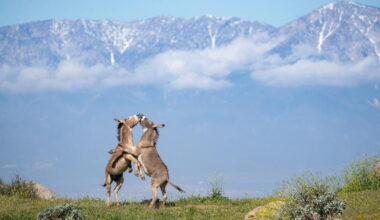 Riverside has a donkey dilemma. Can science offer clues for coexistence?
