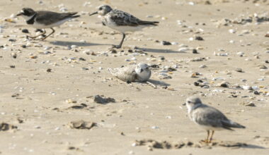 The Rundown: The Illinois species and habitats most at risk