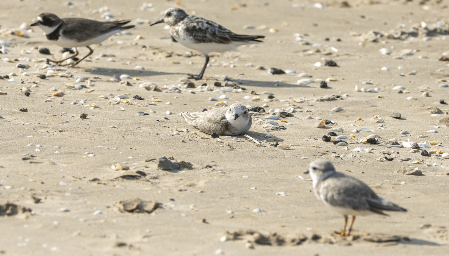 The Rundown: The Illinois species and habitats most at risk
