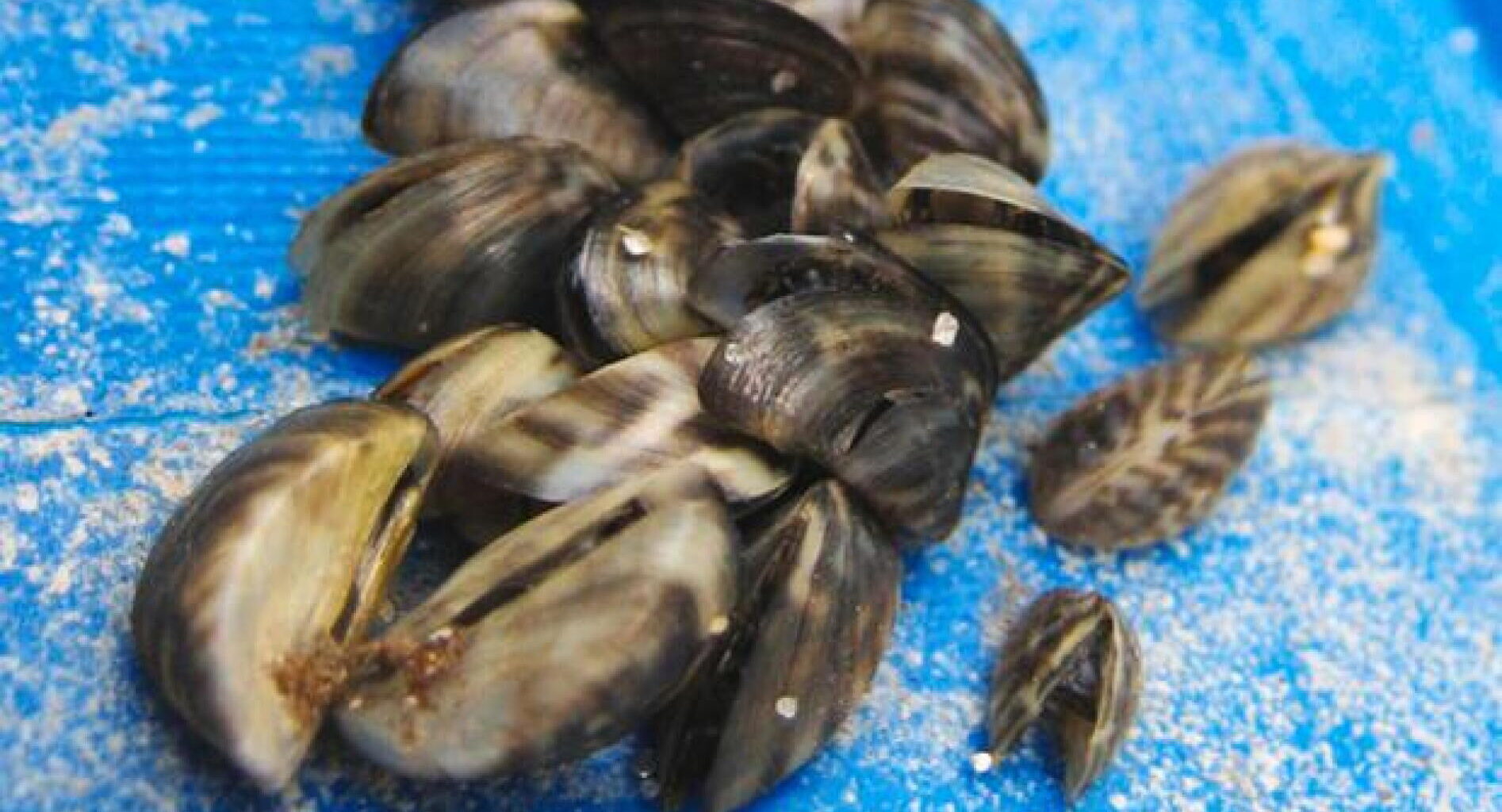 Zebra mussels confirmed in 2 northern Minnesota lakes - InForum