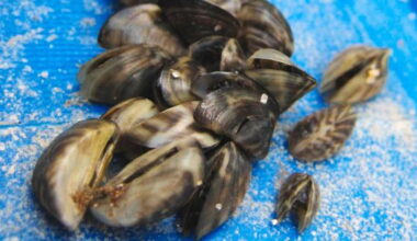 Zebra mussels confirmed in 2 northern Minnesota lakes - InForum