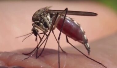 Clearwater man recovering from dengue fever warns others to take virus seriously