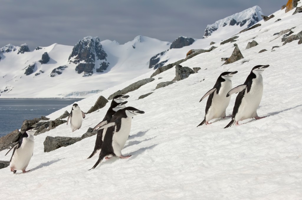 Penguins waddling up a snow bank.