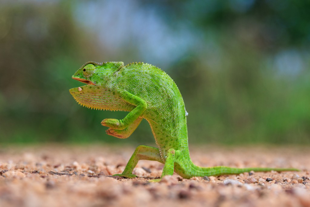 comedy wildlife awards, nature photography, chameleon