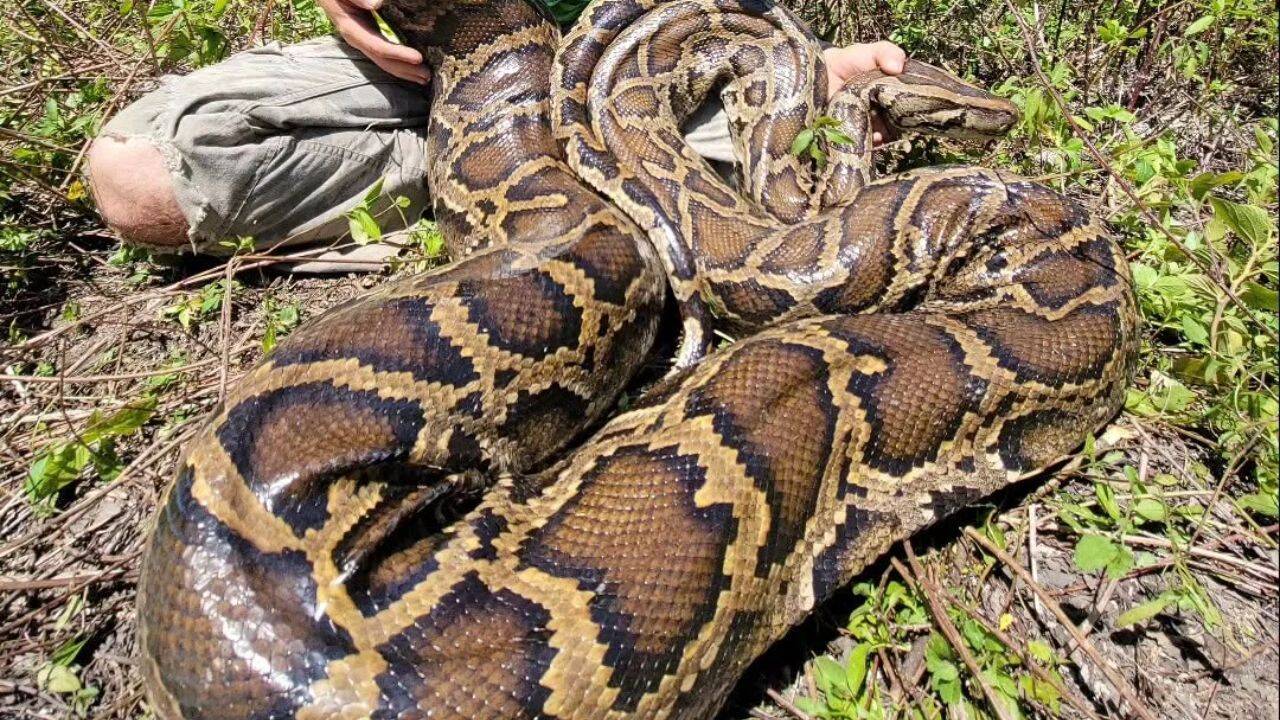 A giant gravid (pregnant) female python. Image Credit: Snakeaholic/Facebook Why might pregnant Burmese pythons be more likely to expel devices