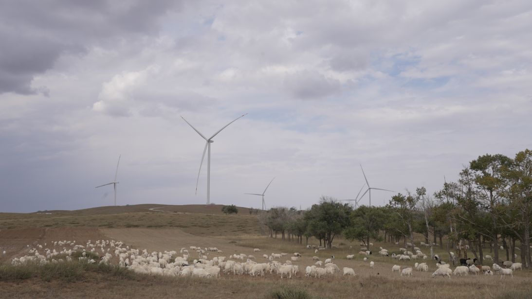 Sheep graze near wind turbines in Ulanqab, Inner Mongolia last month.