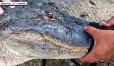Rare blue alligator named Julius joins Gatorland in Central Florida