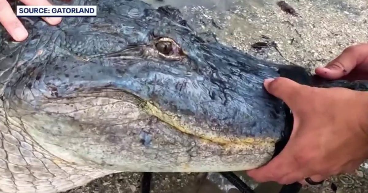 Rare blue alligator named Julius joins Gatorland in Central Florida